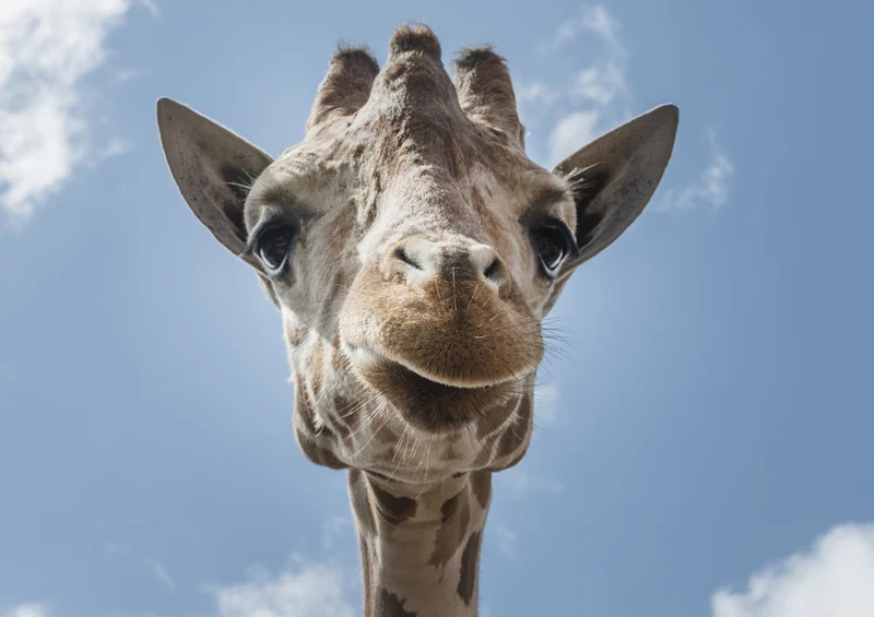 78595 Natur - Giraffe Puzzle