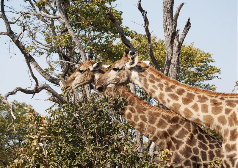 78255 Natur - Giraffe Puzzle