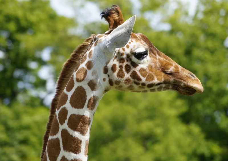 78259 Natur - Giraffe Puzzle