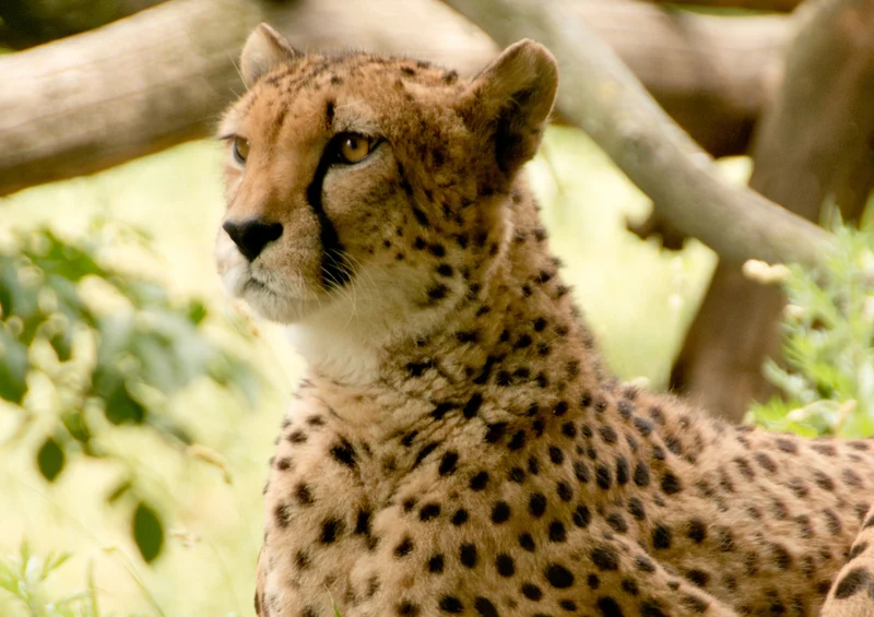 78266 Natur - Gepard Puzzle