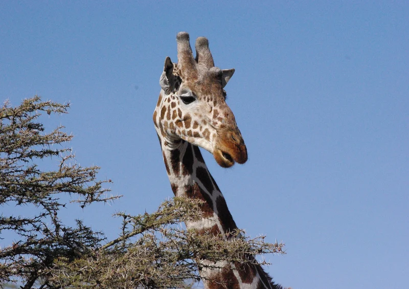 78276 Natur - Giraffe Puzzle