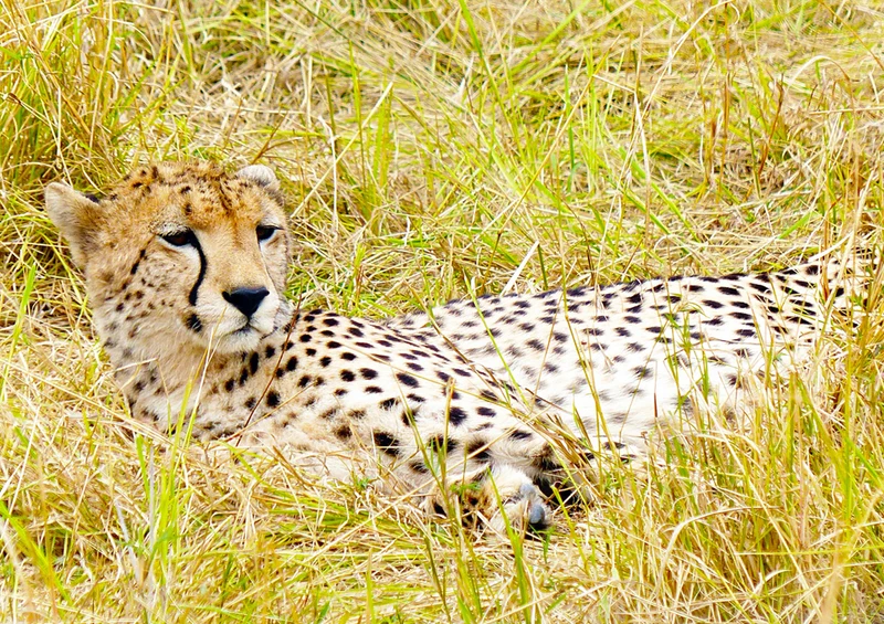 78280 Natur - Gepard Puzzle