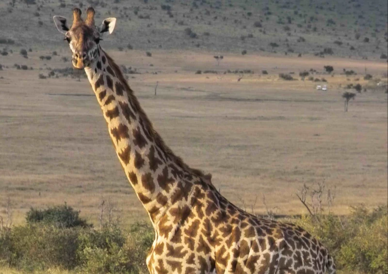 78283 Natur - Giraffe Puzzle