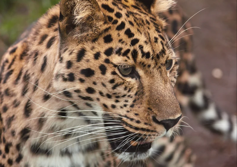 76879 Natur - Leopard Puzzle