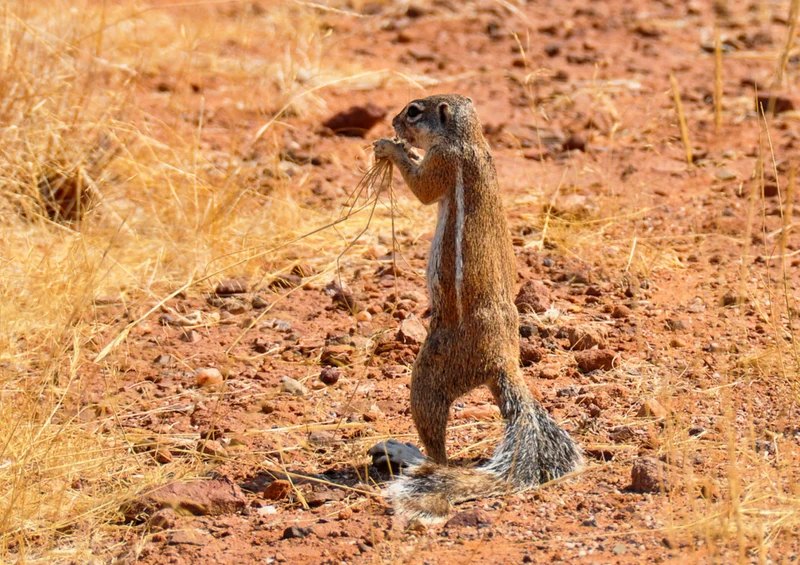 76883 Natur - Gopher Puzzle