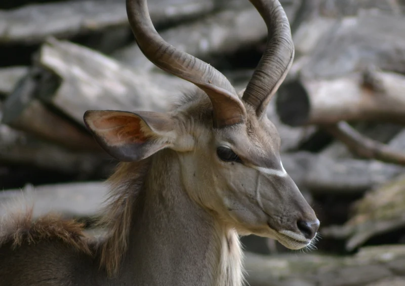 76888 Natur - Antilope Puzzle
