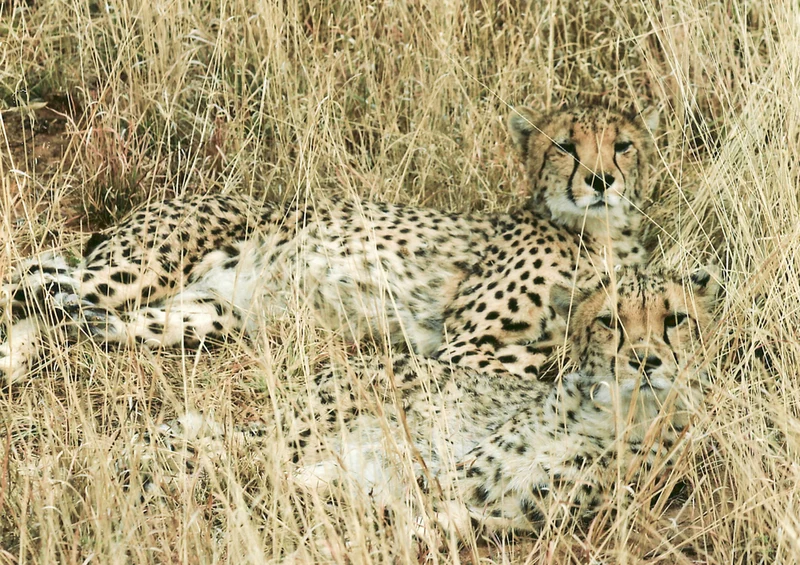 76894 Tierwelt - Gepard Puzzle
