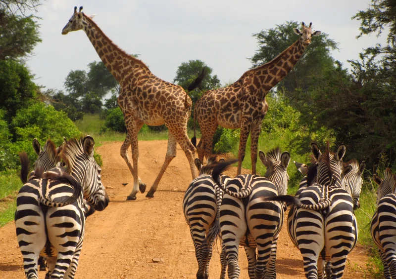 78602 Natur - Afrika Puzzle