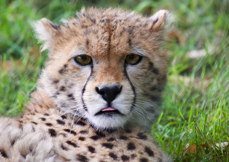 78609 Natur - Gepard Puzzle
