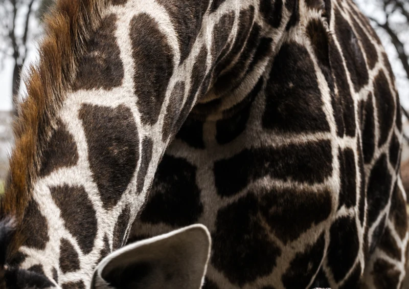 78612 Natur - Giraffe Puzzle