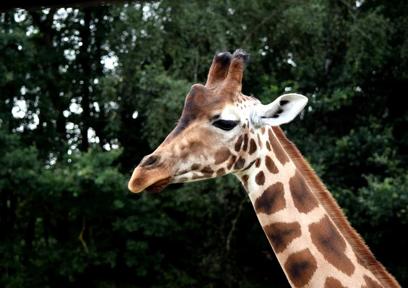 78616 Tierwelt - Giraffe Puzzle