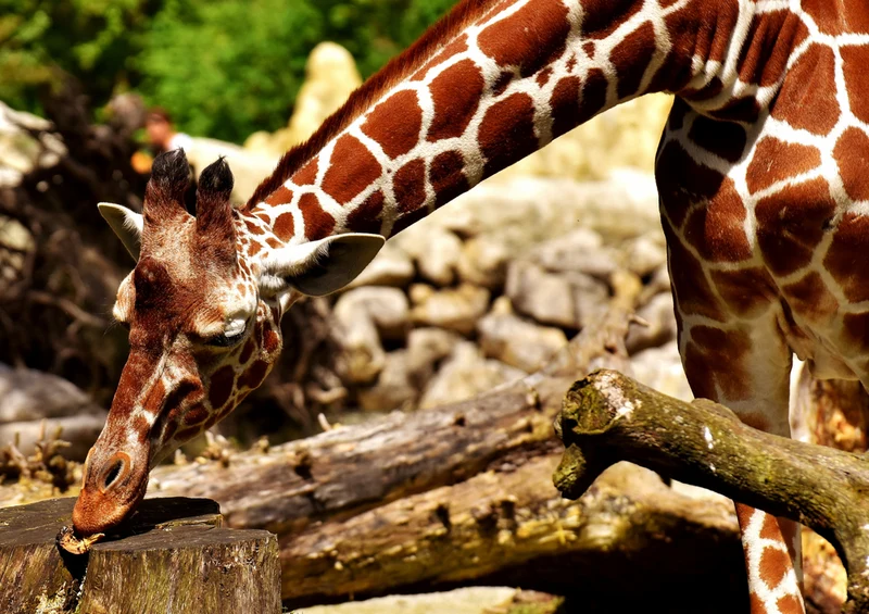 78623 Natur - Giraffe Puzzle