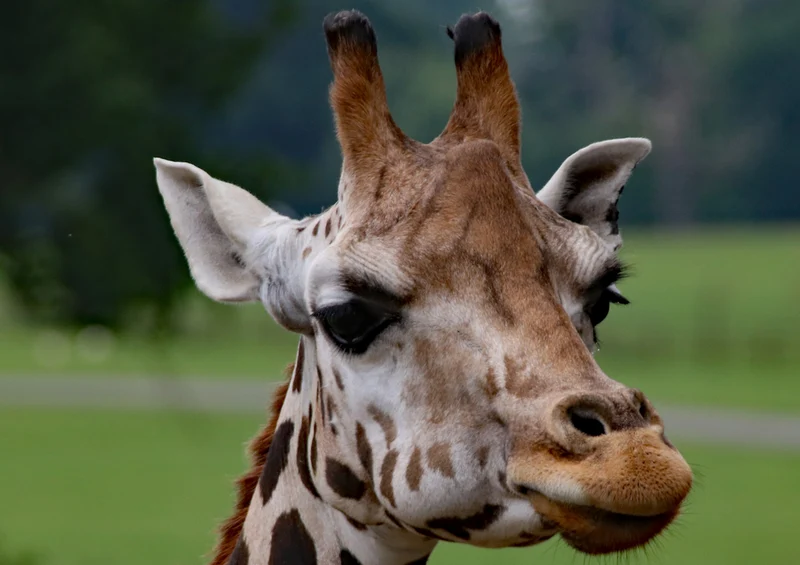 77804 Tierwelt - Giraffe Puzzle