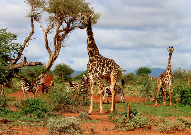 77806 Tierwelt - Giraffe Puzzle