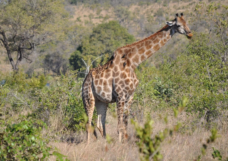77814 Tierwelt - Giraffe Puzzle
