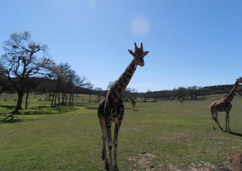 77841 Tierwelt - Giraffe Puzzle