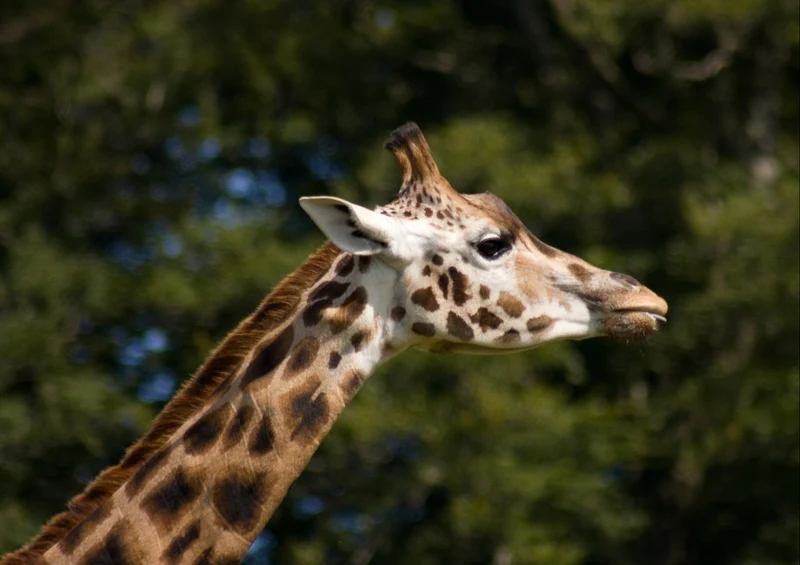 77822 Tierwelt - Giraffe Puzzle