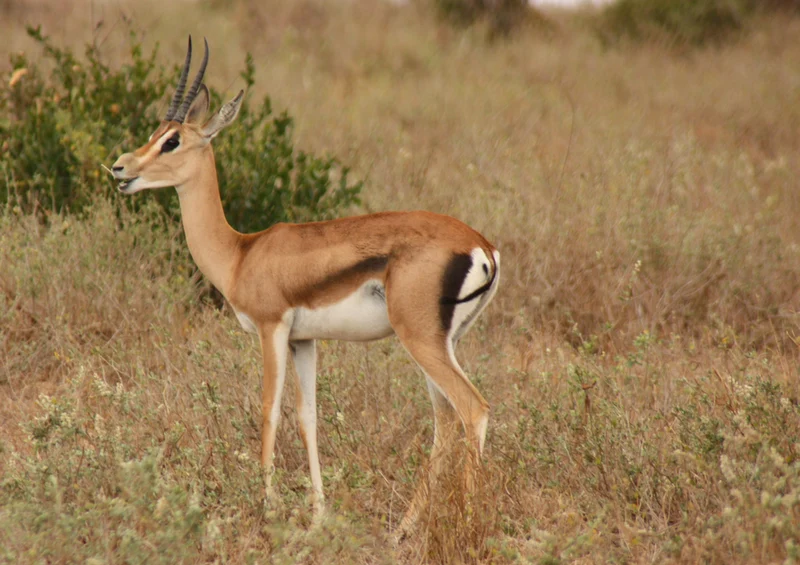 78012 Natur - Antilope Puzzle