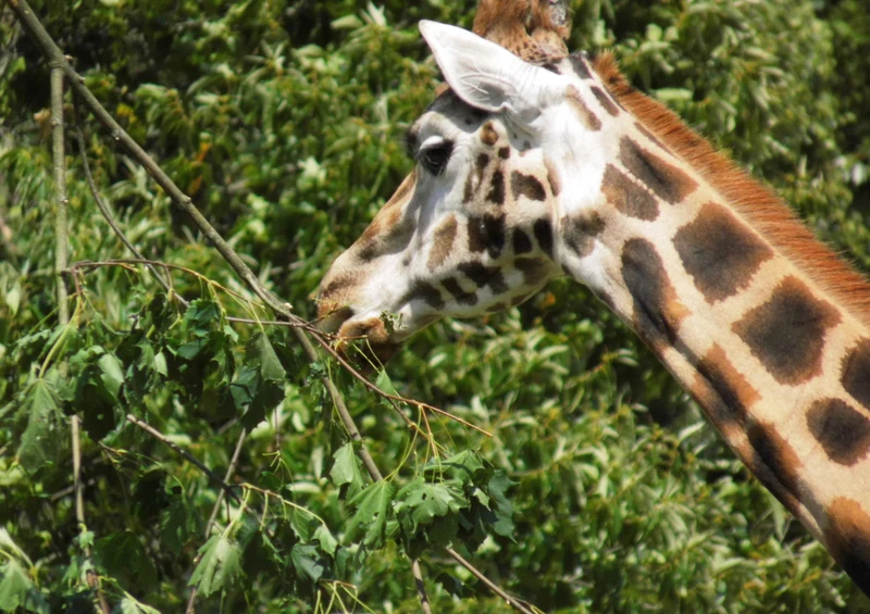 77825 Tierwelt - Giraffe Puzzle