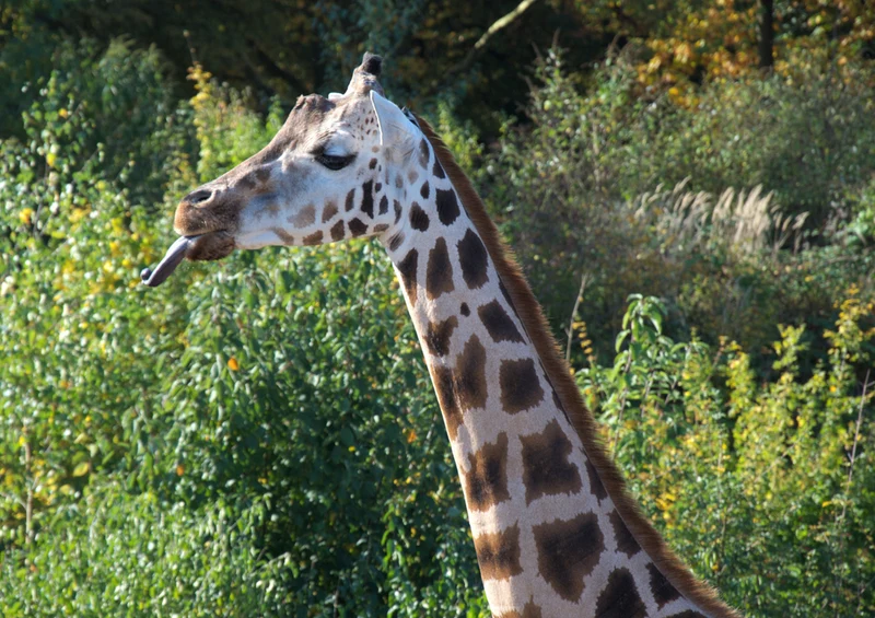 77829 Tierwelt - Giraffe Puzzle