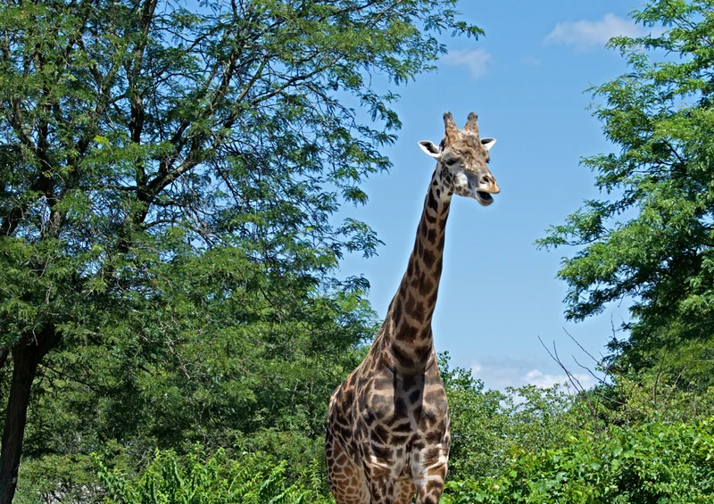 78293 Natur - Giraffe Puzzle