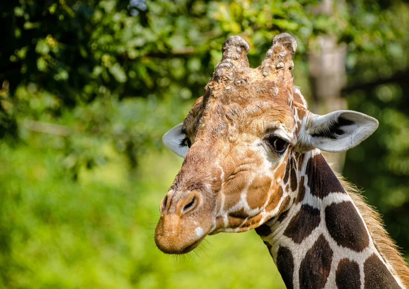 78297 Natur - Giraffe Puzzle