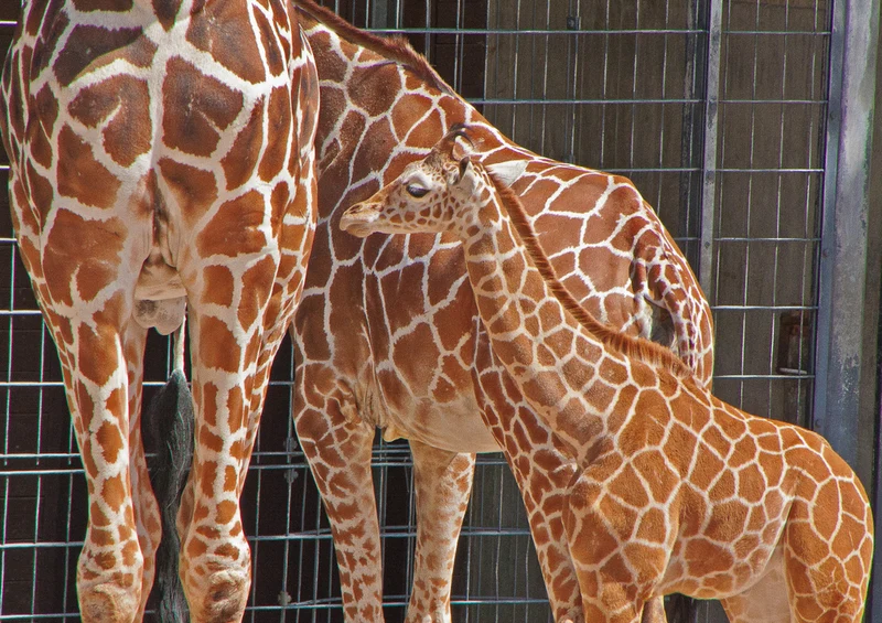 78304 Natur - Giraffen Puzzle