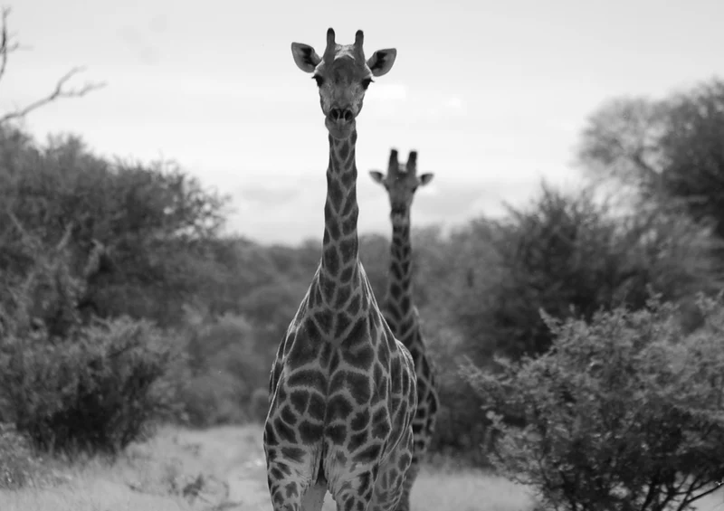 78308 Natur - Giraffe Puzzle
