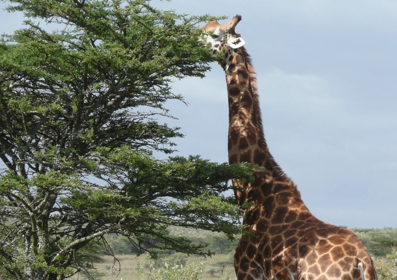 78309 Natur - Giraffe Puzzle