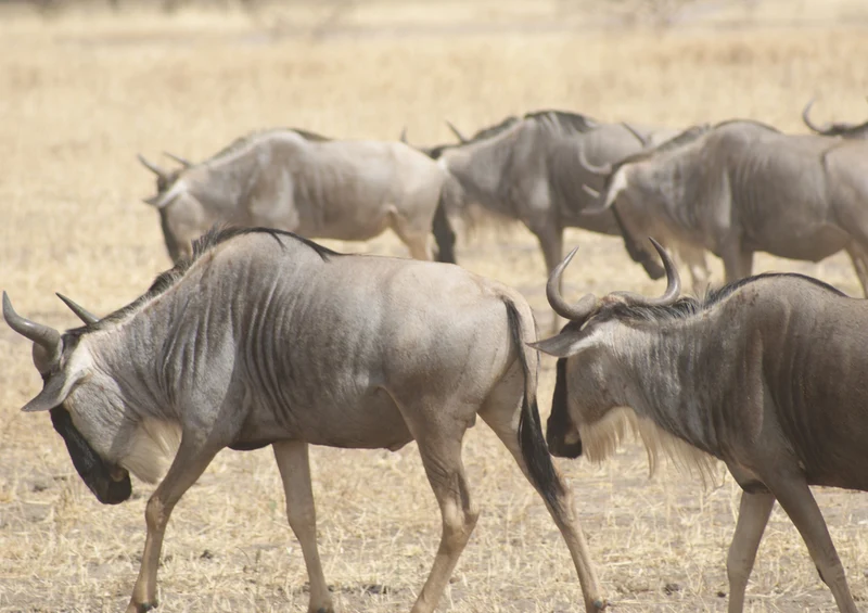 78312 Natur - Gnu Puzzle