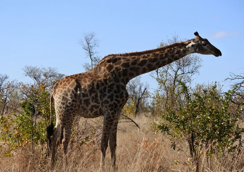 78315 Natur - Giraffe Puzzle