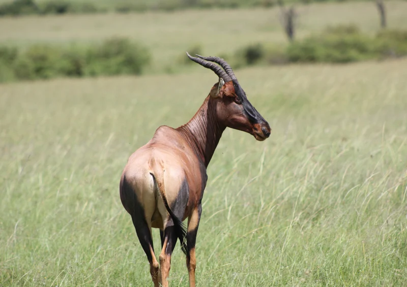 78321 Natur - Antilope Puzzle