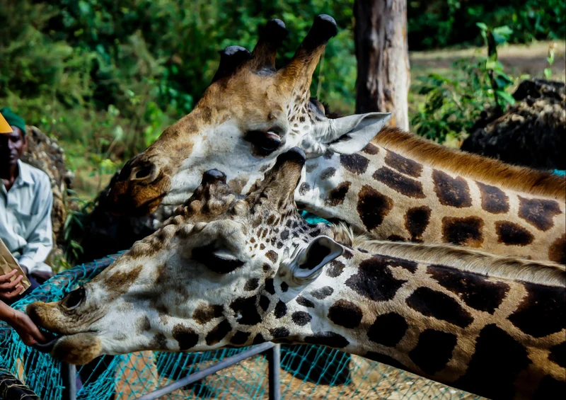 78322 Natur - Giraffe Puzzle