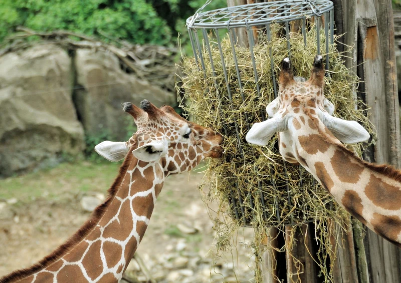 77903 Tierwelt - Giraffen Puzzle
