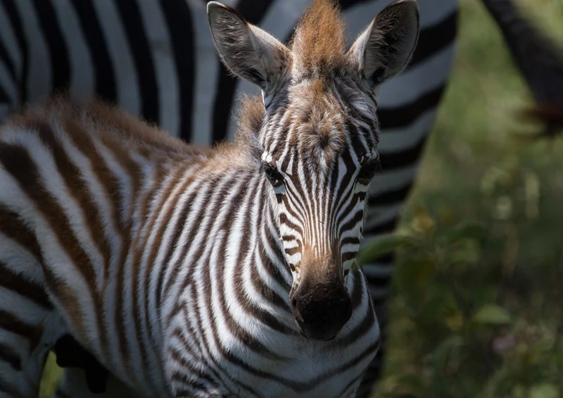 78443 Natur - Zebra Puzzle