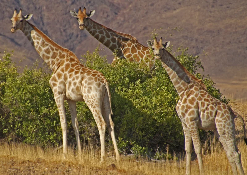 78446 Natur - Giraffe Puzzle