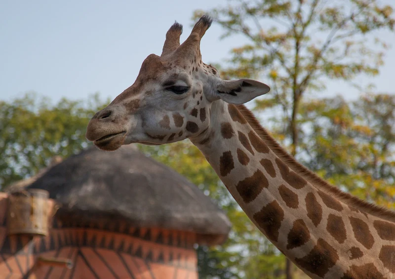 78449 Natur - Giraffe Puzzle