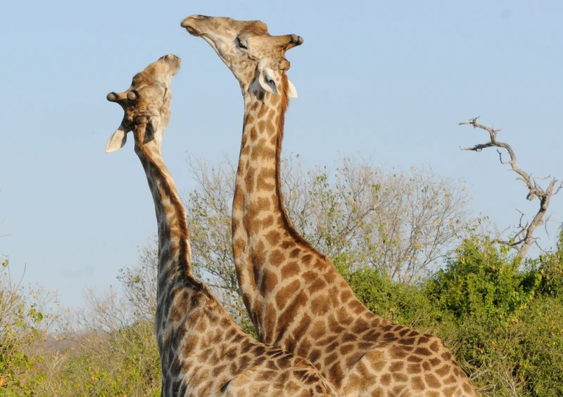 78657 Natur - Giraffen Puzzle