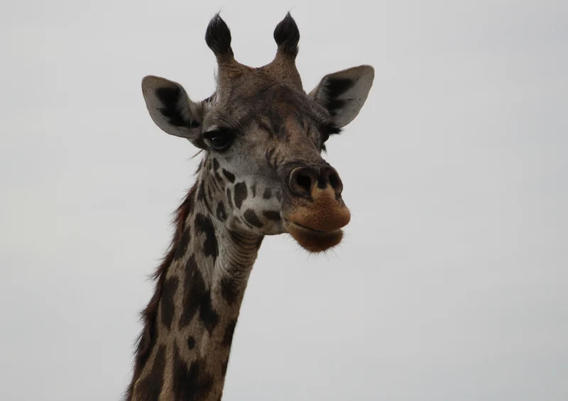 78658 Natur - Giraffe Puzzle