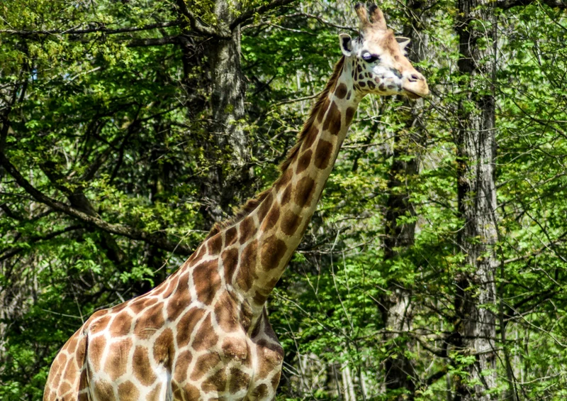 78662 Natur - Giraffe Puzzle