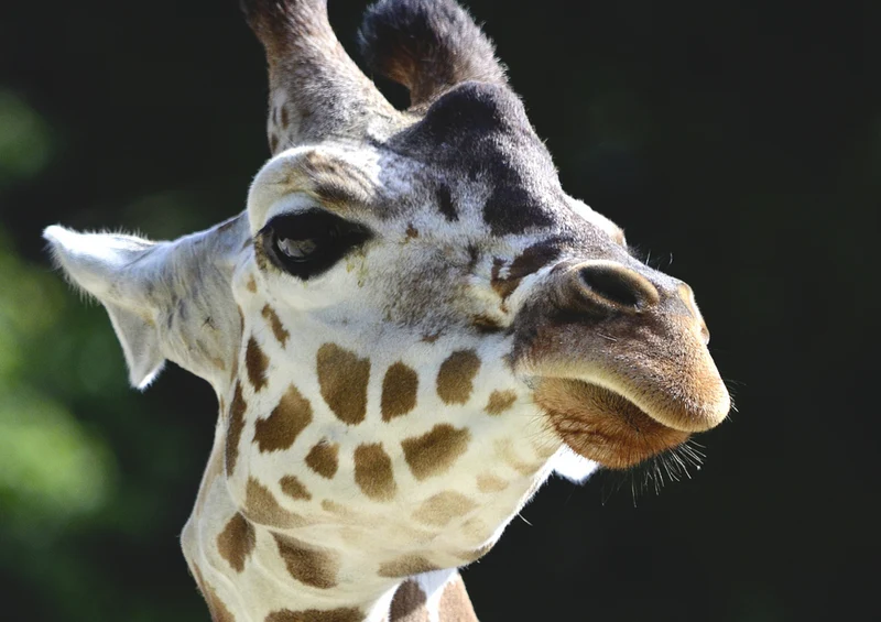 78678 Natur - Giraffe Puzzle