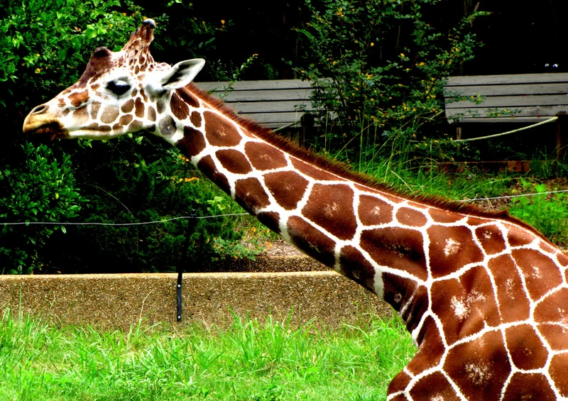 78053 Natur - Giraffe Puzzle