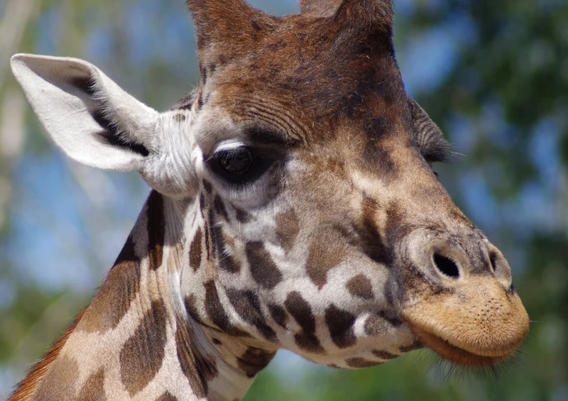 78057 Natur - Giraffe Puzzle