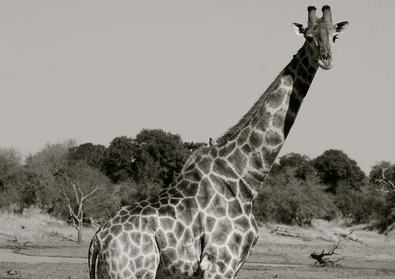 78065 Natur - Giraffe Puzzle