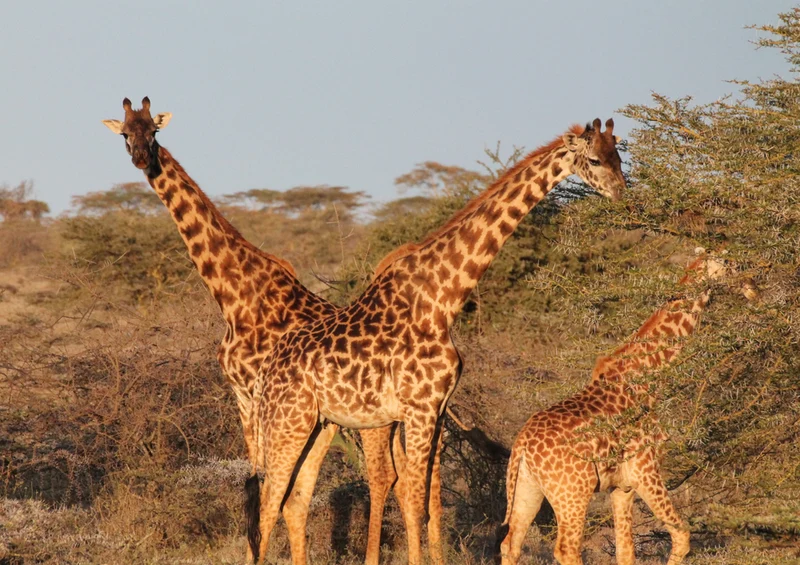 78072 Natur - Giraffen Puzzle