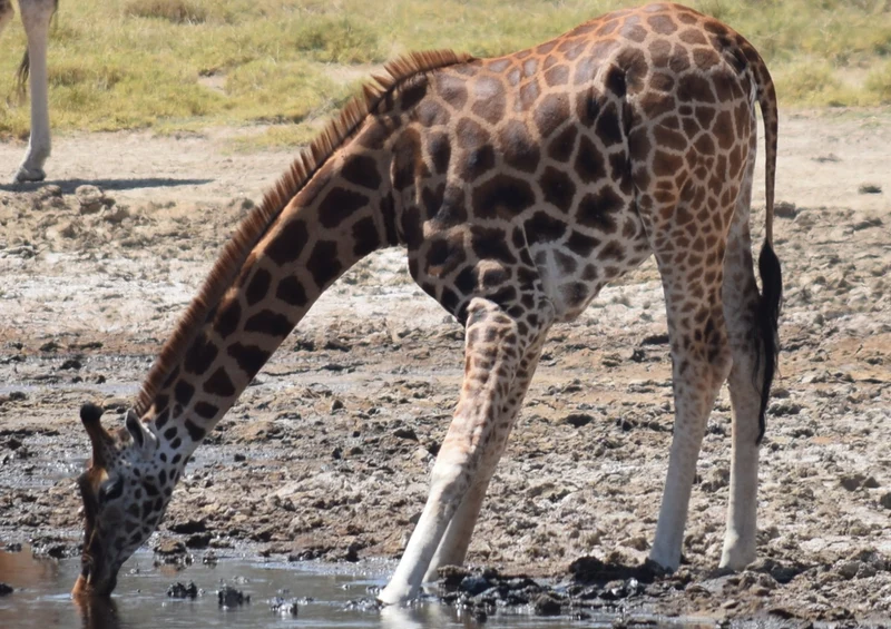 78080 Natur - Giraffe Puzzle