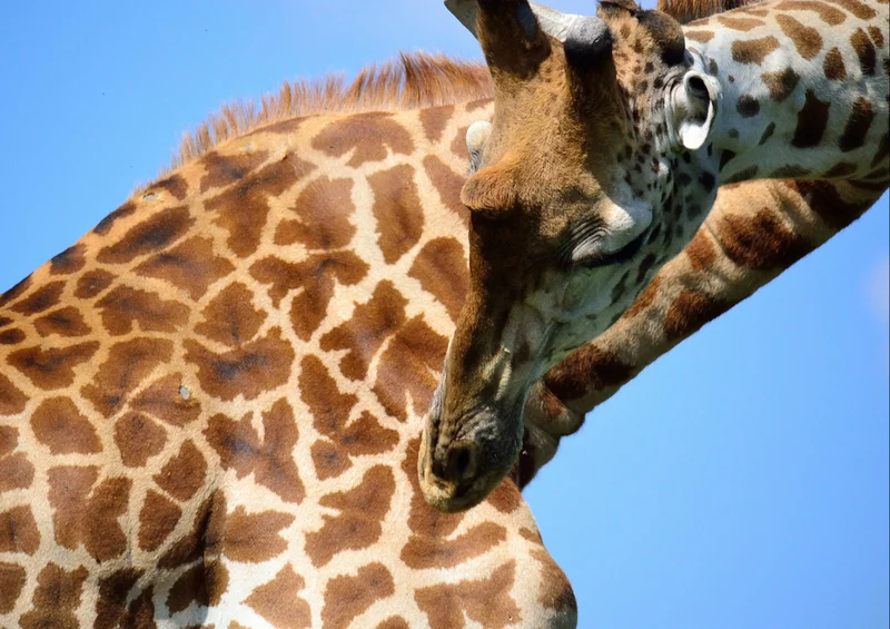 78082 Natur - Giraffe Puzzle
