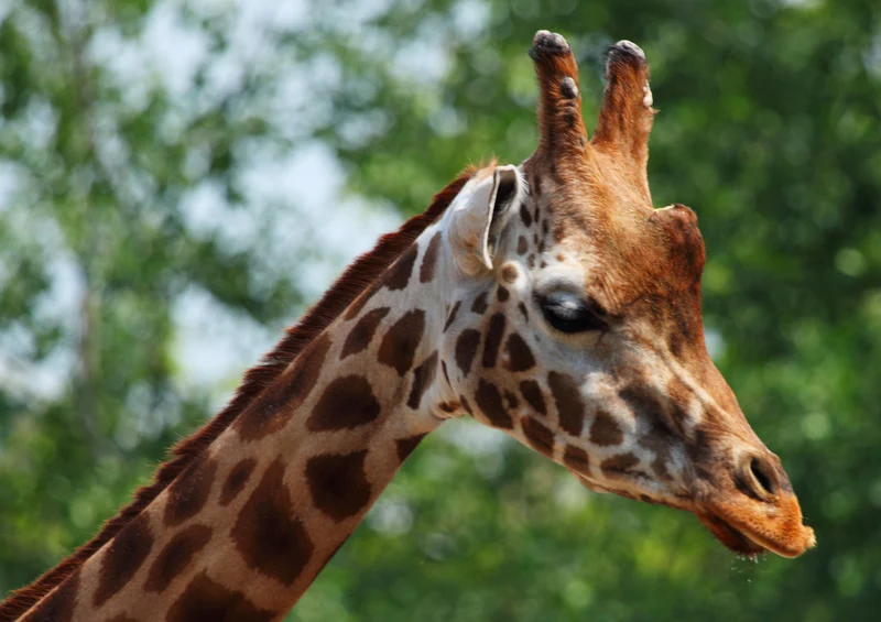 77915 Tierwelt - Giraffe Puzzle