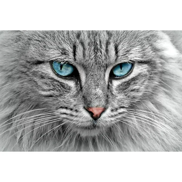 PFG Cat's Eyes (Usagé/Used - PUZZLES FOR GOOD)