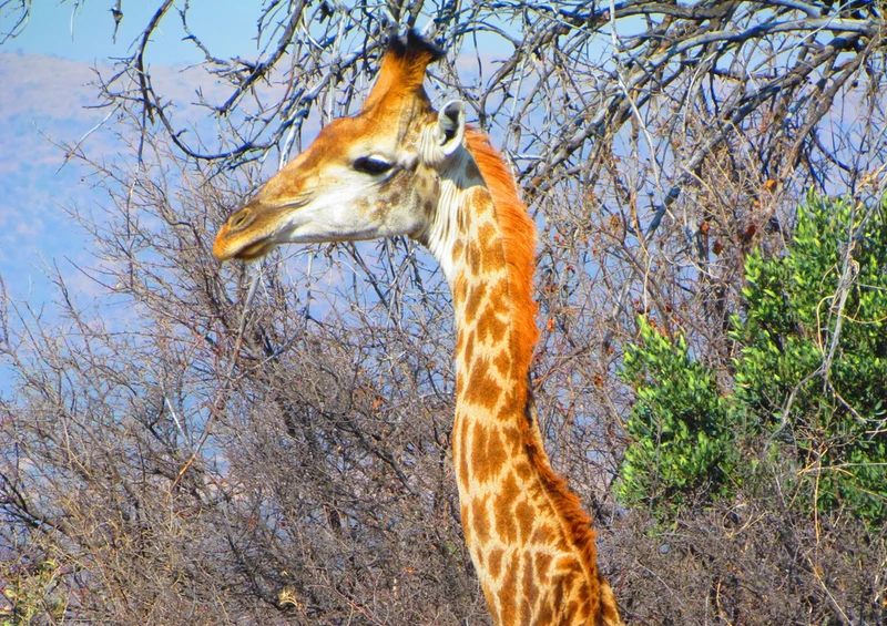 77918 Tierwelt - Giraffe Puzzle